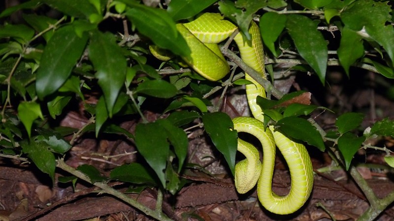 snakes during night hiking