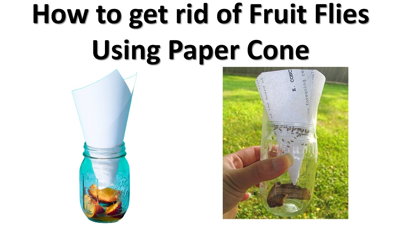 How to get rid of Fruit Flies Using Paper Cone