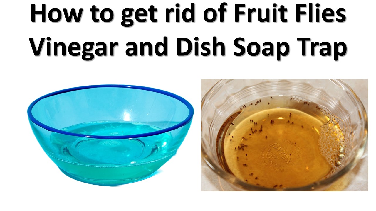 How to get rid of Fruit Flies Vinegar and Dish Soap Trap