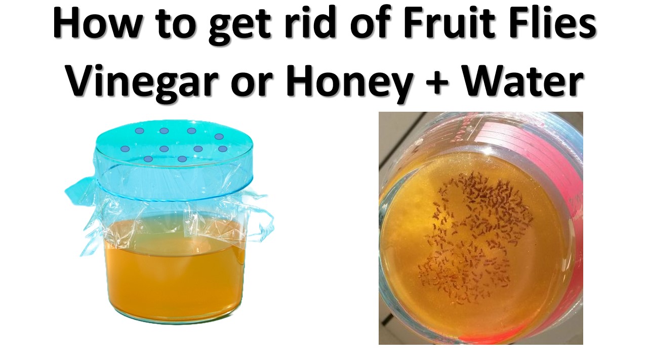 How to get rid of Fruit Flies using Vinegar or Honey + Water